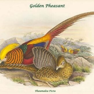 Thaumalea Picta - Golden Pheasant by John Gould
