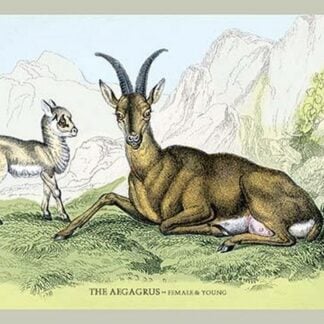 The Aegarus - Female & Young by John Stewart