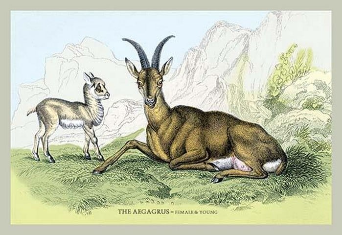 The Aegarus - Female & Young by John Stewart