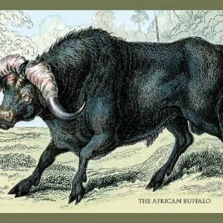 The African Buffalo by John Stewart