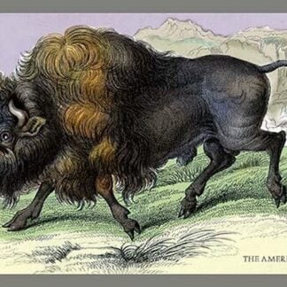 The American Bison by John Stewart