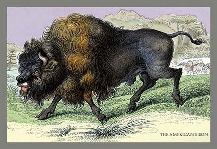 The American Bison by John Stewart