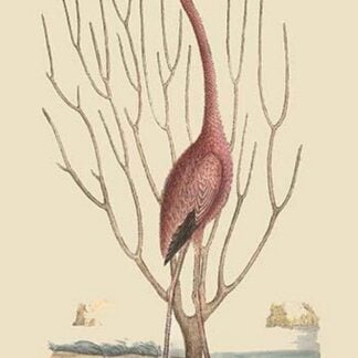 The American Flamingo (Phoenicopterus ruber Linnaeus) by Mark Catesby
