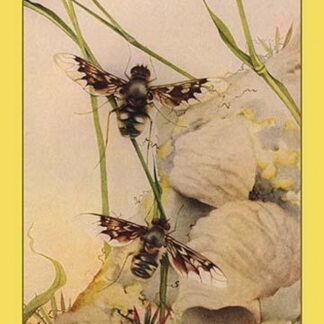 The Anthrax Fly by Edward Detmold