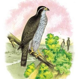 The Ash-Colored or Black-Cap Hawk by Theodore Jasper