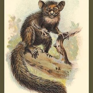 The Aye-Aye by Sir William Jardine