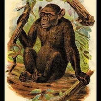 The Bald Chimpanzee by G.R. Waterhouse