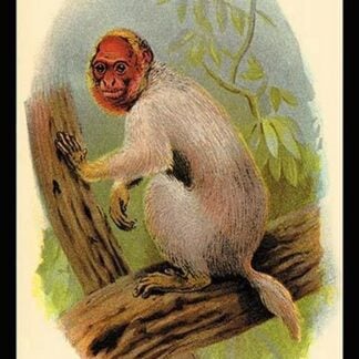 The Bald Uakari by G.R. Waterhouse