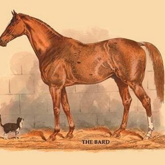 The Bard by L. Penicaut