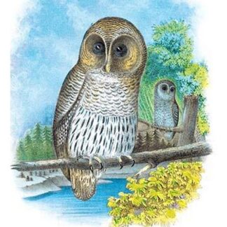 The Barred Owl by Theodore Jasper