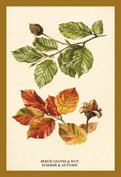 The Beech Leaves & Nut by W.H.J. Boot - Art Print