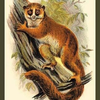 The Black-Eared Mouse Lemur by Sir William Jardine