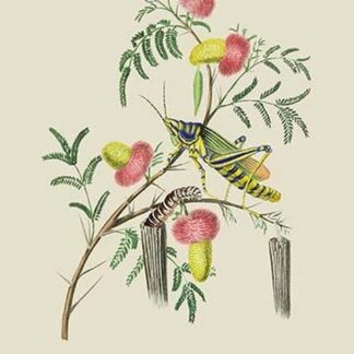 The Blue Locust and Faggot Caterpillar by J. Forbes