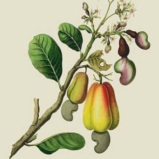 The Cajew or Cashew Apple of Malabar by J. Forbes