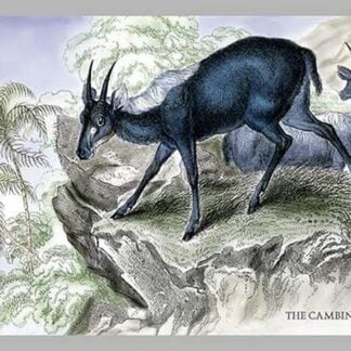 The Cambing Ootan by John Stewart