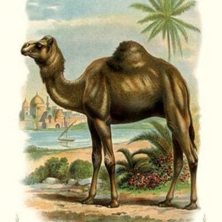 The Camel