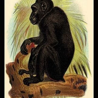 The Celebean Black Baboon by G.R. Waterhouse