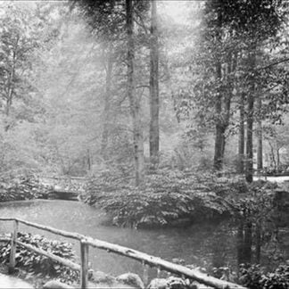 The Central Park Ramble