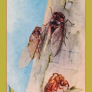 The Cicada by Edward Detmold