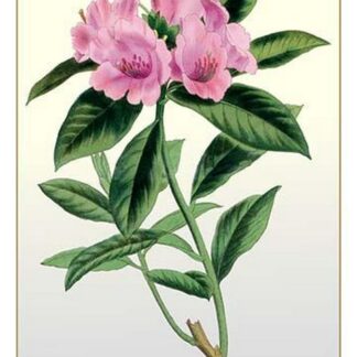 The Ciliated Rhododendron