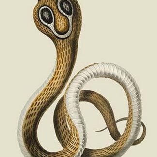 The Cobra de Capello by J. Forbes