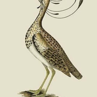 The Curmoor or Florican by J. Forbes