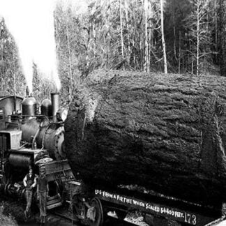 The Desecrated Fir by Darius Kinsey