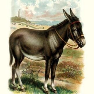The Donkey