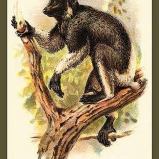 The Edrina by Sir William Jardine