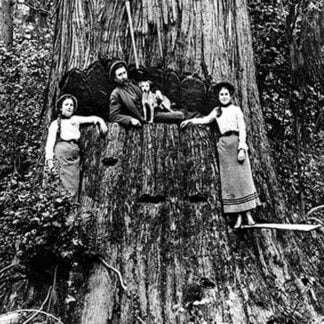 The Family Fortune by Darius Kinsey