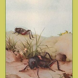 The Field Cricket by Edward Detmold