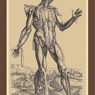 The Fifth Plate of the Muscles by Andreas Vesalius
