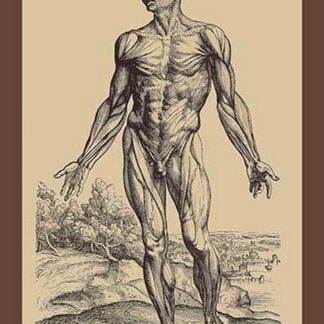 The First Plate of the Muscles by Andreas Vesalius