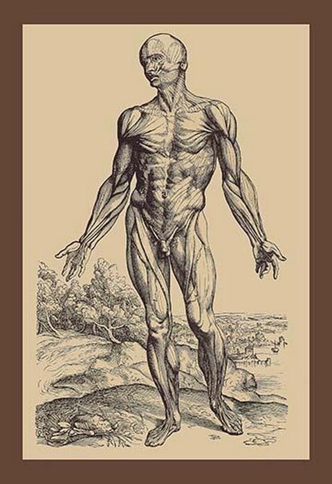 The First Plate of the Muscles by Andreas Vesalius