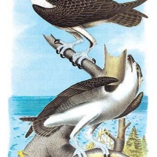 The Fish Hawk by Theodore Jasper