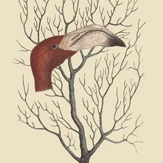 The Flamingo's Bill by Mark Catesby