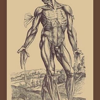 The Fourth Plate of the Muscles by Andreas Vesalius