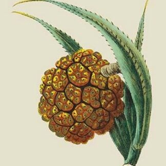 The Fruit of the Keura Tree by J. Forbes