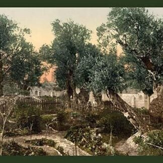 The Gardem of Gethsemane by Detroit Photographic Company