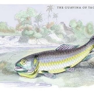 The Gavina of Tacarigua by Robert H. Schomburgk