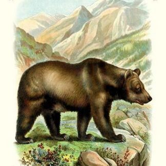 The Grizzly Bear