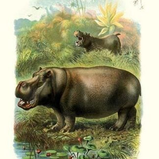 The Hippopotamus