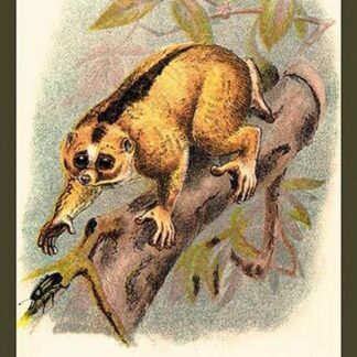 The Javan Slow Loris by Sir William Jardine