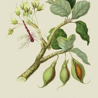 The Mahwhaw Tree of Guzerat by J. Forbes