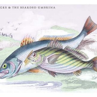 The Maigre and the Bearded Umbrina by Robert Hamilton