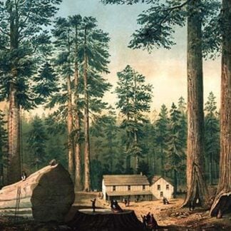 The Mammoth Trees (Sequoia gigantea) by Middleton