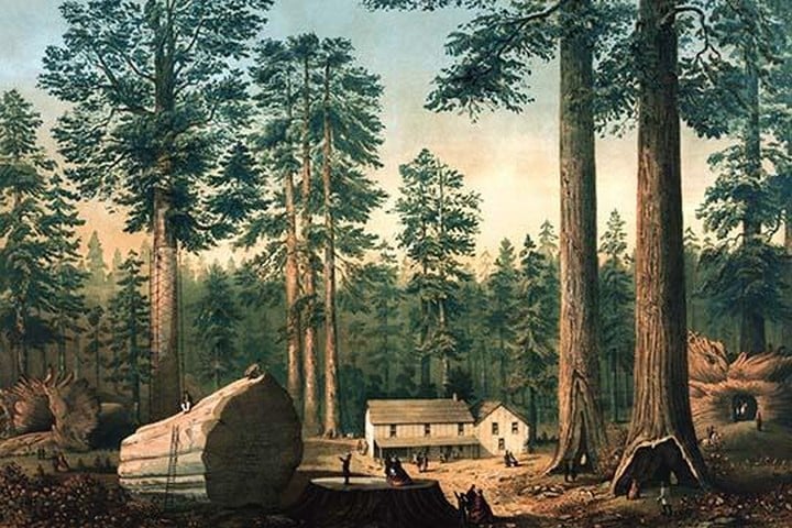 The Mammoth Trees (Sequoia gigantea) by Middleton