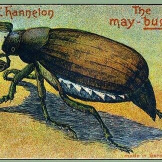 The May Bug 'L'hanneton'