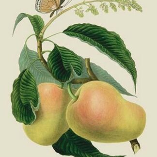 The Mazagon Mango and the Papilio Bolina by J. Forbes