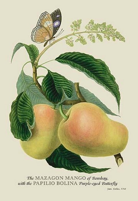 The Mazagon Mango and the Papilio Bolina by J. Forbes